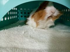 -雨林宠物医院 非犬猫异宠专科