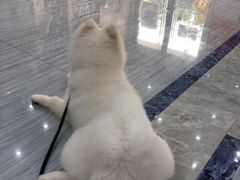 -瑞派名望24h动物医院异宠专科·猫专科·骨科·重症监护分院