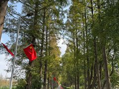 -上海长兴岛郊野公园