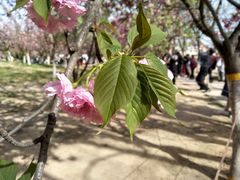 -西安青龙寺遗址景区