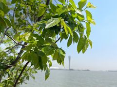 -上海吴淞炮台湾国家湿地公园