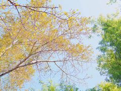 -莲花山花海