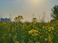 -汉长安城未央宫国家考古遗址公园