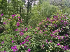 -高荡千年布依古寨旅游景区