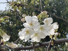 -顾村公园