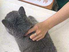 -派美特宠物医院·核磁CT·骨科肿瘤·疑难转诊(沈农禾丰店)