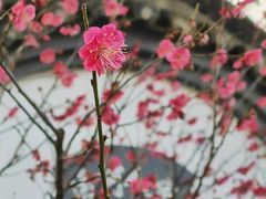 -无锡梅园公园