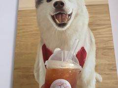 -Husky Go! 哈士奇体验馆·宠物咖啡厅狗咖