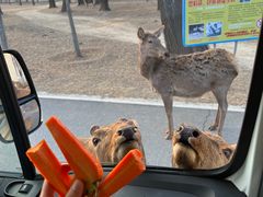 -秦皇岛野生动物园