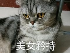 -Cappucimeow猫咪咖啡馆(韦伯时代店)