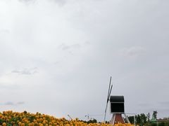 -荷兰花海