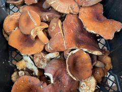 -草墩罗非鱼庄•野生菌•腊排骨(七星街上段店)