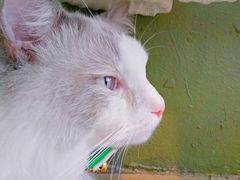 -猫猫幼稚园·撸猫·桌游·电玩