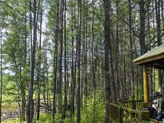 -莫尔道嘎国家森林公园