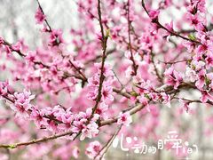 -西安青龙寺遗址景区
