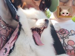 -佳雯宠物医院·皮肤科·内外科(春晓路分院)