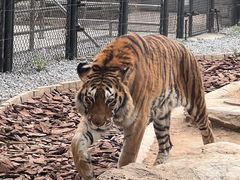 -北京野生动物园