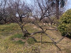 -香雪海