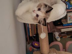 -宠颐生宠物医院·异宠猫科内科·诊疗中心宠巢店