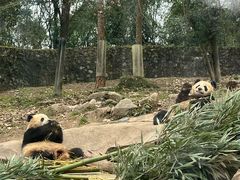 -都江堰中华大熊猫苑