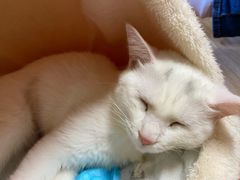 -猫和宫(六道口店)