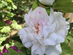 -洛阳市隋唐城遗址植物园