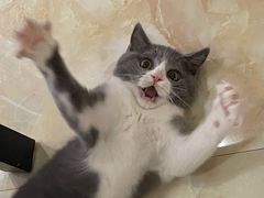 -lincat·猫舍(广州店)