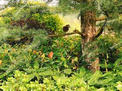 -铁山坪森林公园