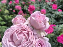 -人民公园(罗湖区)