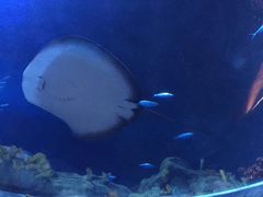 -海洋公园海洋列车－海滨站