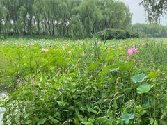 -东郊湿地公园