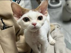 -山宅一喵德文卷毛猫舍