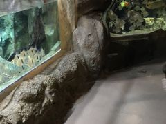 -萌宠奇缘