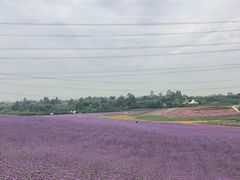 -紫颐香薰山谷景区