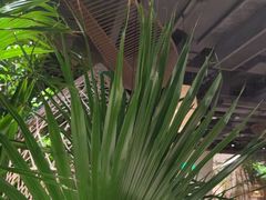 -大头椰·椰子鸡火锅(南宁万象城店)