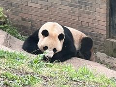 -都江堰中华大熊猫苑