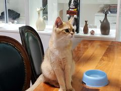 -猫小院猫主题餐厅(三里屯店)