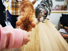 -平行世界·猫咖(首经贸店)