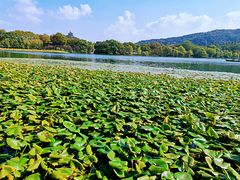-西湖外事游船(花港观鱼码头)