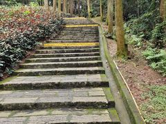 -清溪大王山森林公园