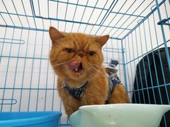 -美联众合动物医院(·中兽医·疑难杂症·严家桥分院)