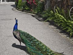 -J Create城市露营咖啡·简餐·宠物(上海动物园店)