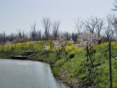 -东平国家森林公园