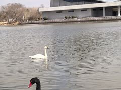 -盐城丹顶鹤湿地生态旅游区