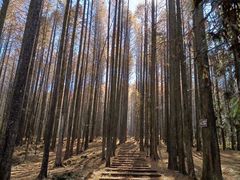-武陵山森林公园