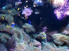 -悉尼海洋生物水族馆