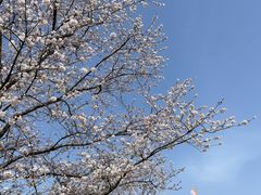 -上海滨江森林公园