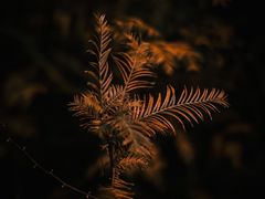 -东白山