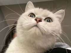 -屋虎猫馆(宝安大仟里店)