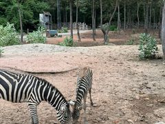 -清迈夜间动物园